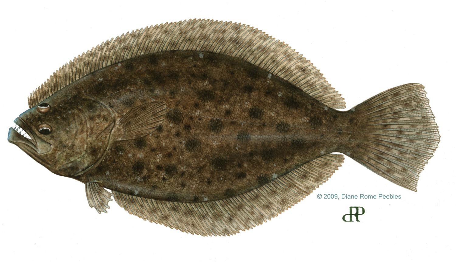 Southern Flounder